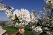 Wanderbericht Blütenwanderung bei Kressbronn am 18.04.2018