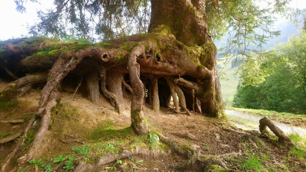 Auf den Denneberg entlang der Weissach durch das Ehrenschwanger Tal