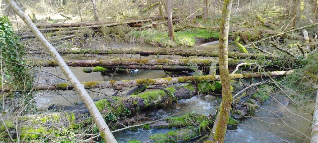 Wild und romantisch